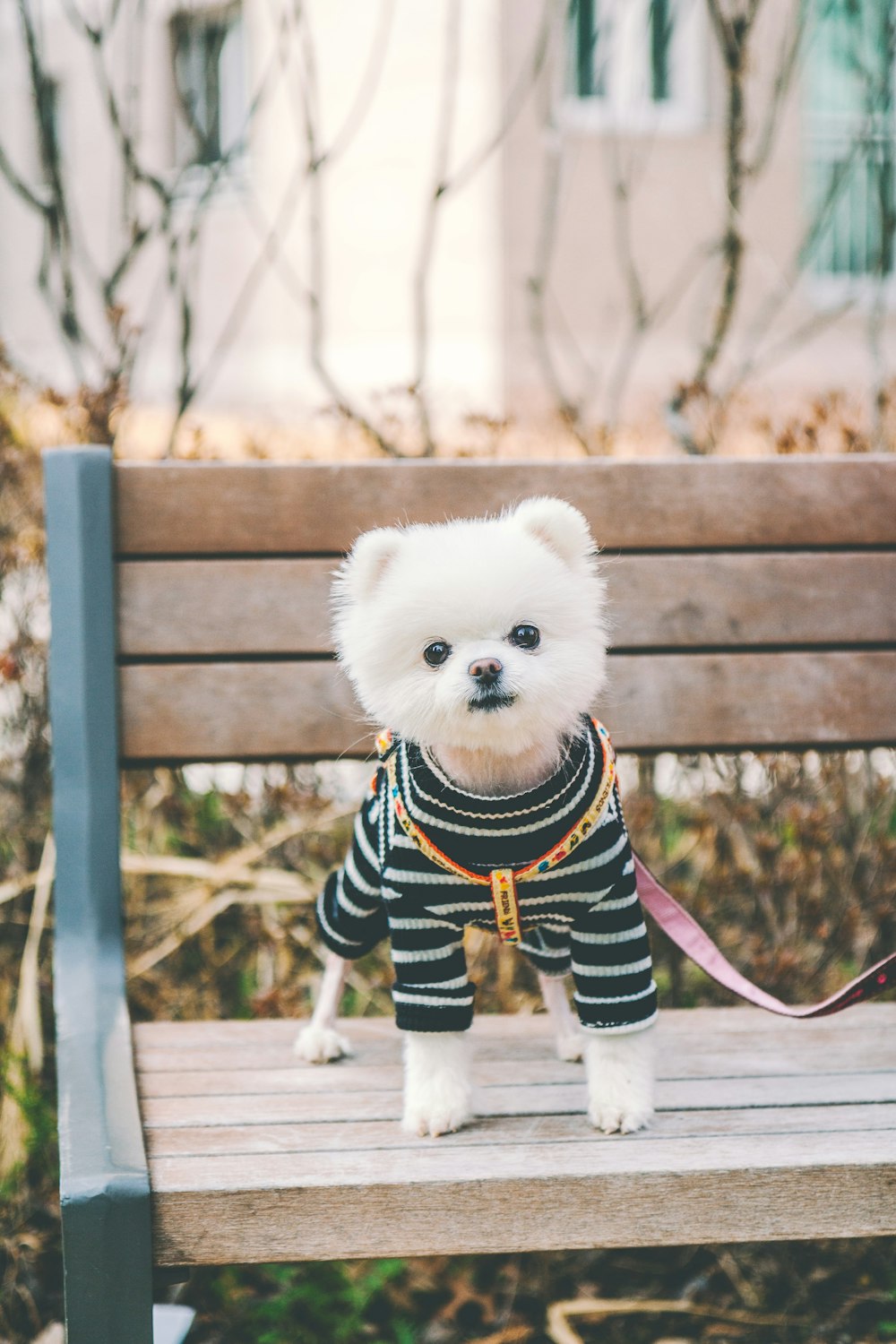 公園のベンチに立つ黒と白の縞模様のシャツを着た白い子犬