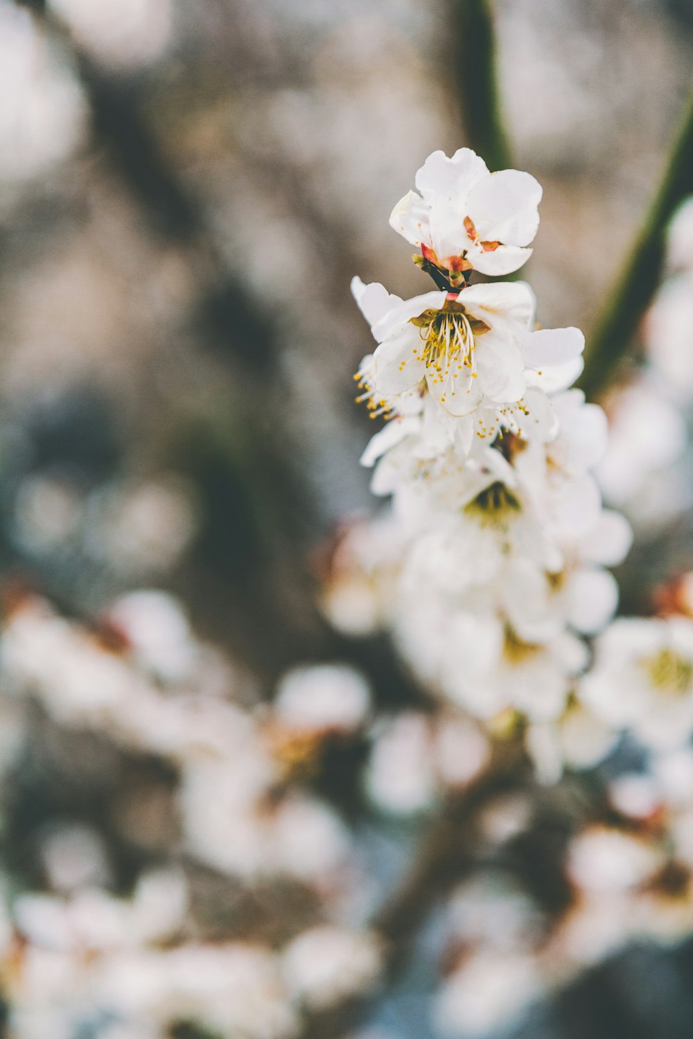 close-up of a cherry blossoms