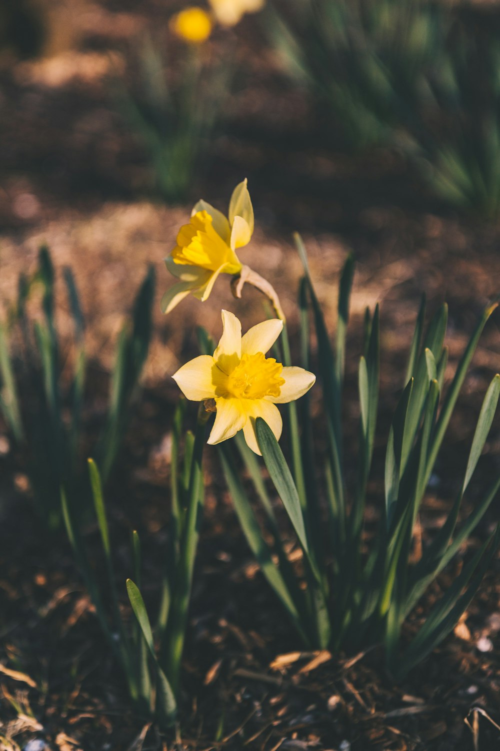 yellow petaled flower