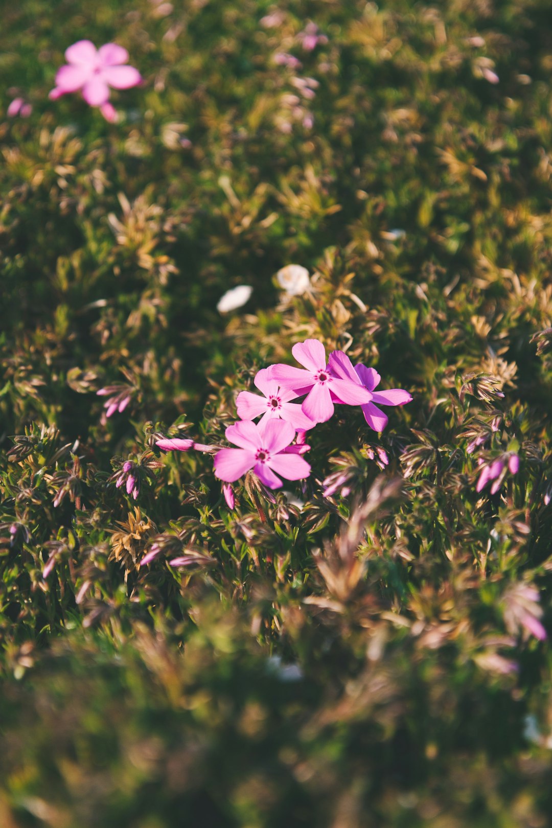 pink flowers