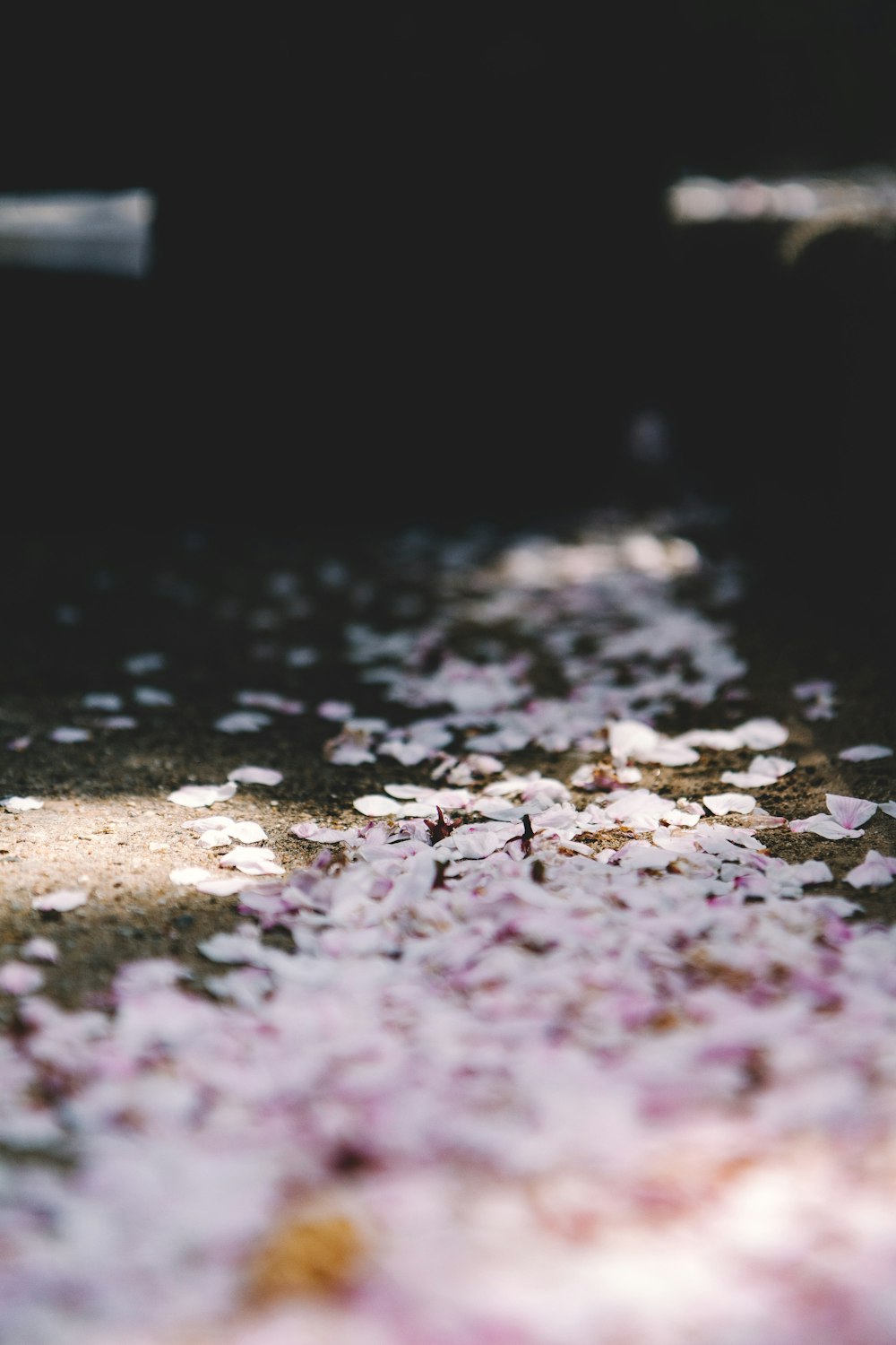 pink petals