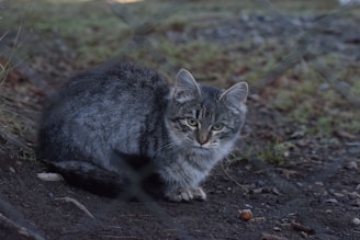 A gray tabby cat is sitting on the ground, partially obscured by a chain-link fence. The cat has a fluffy coat and is looking directly at the camera with its ears perked up. The ground is a mix of dirt, stones, and sparse grass, suggesting an outdoor setting.