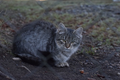 A gray tabby cat is sitting on the ground, partially obscured by a chain-link fence. The cat has a fluffy coat and is looking directly at the camera with its ears perked up. The ground is a mix of dirt, stones, and sparse grass, suggesting an outdoor setting.