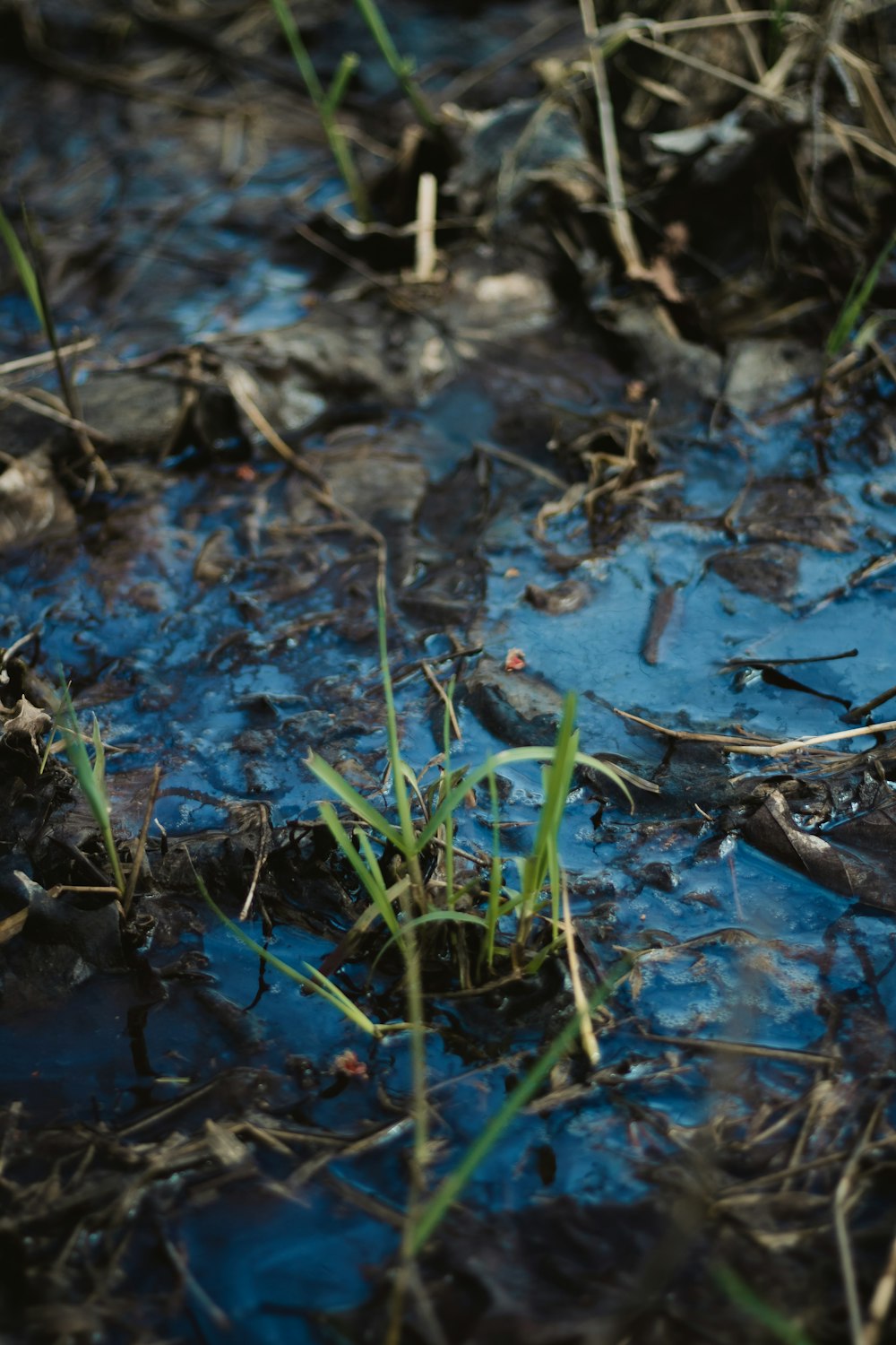 green grass on focus photography