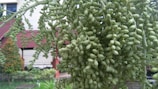 Clusters of unripe green palm fruits hanging from a tree branch, set against a blurred background of a building with a red roof and some greenery.