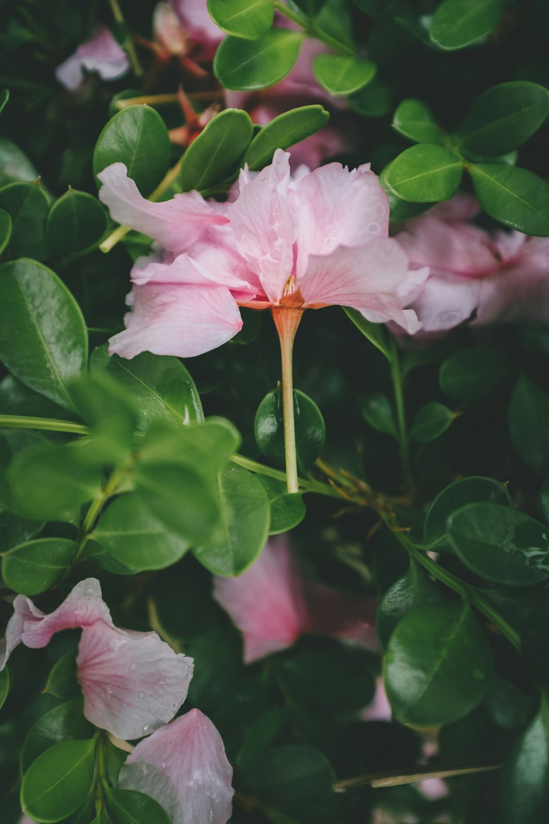 pink petaled flower