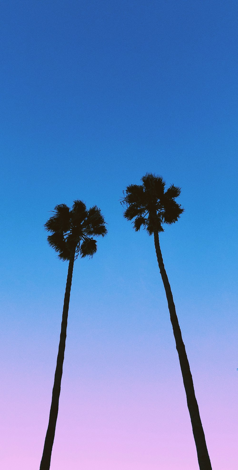 fotografia de silhueta de palmeiras