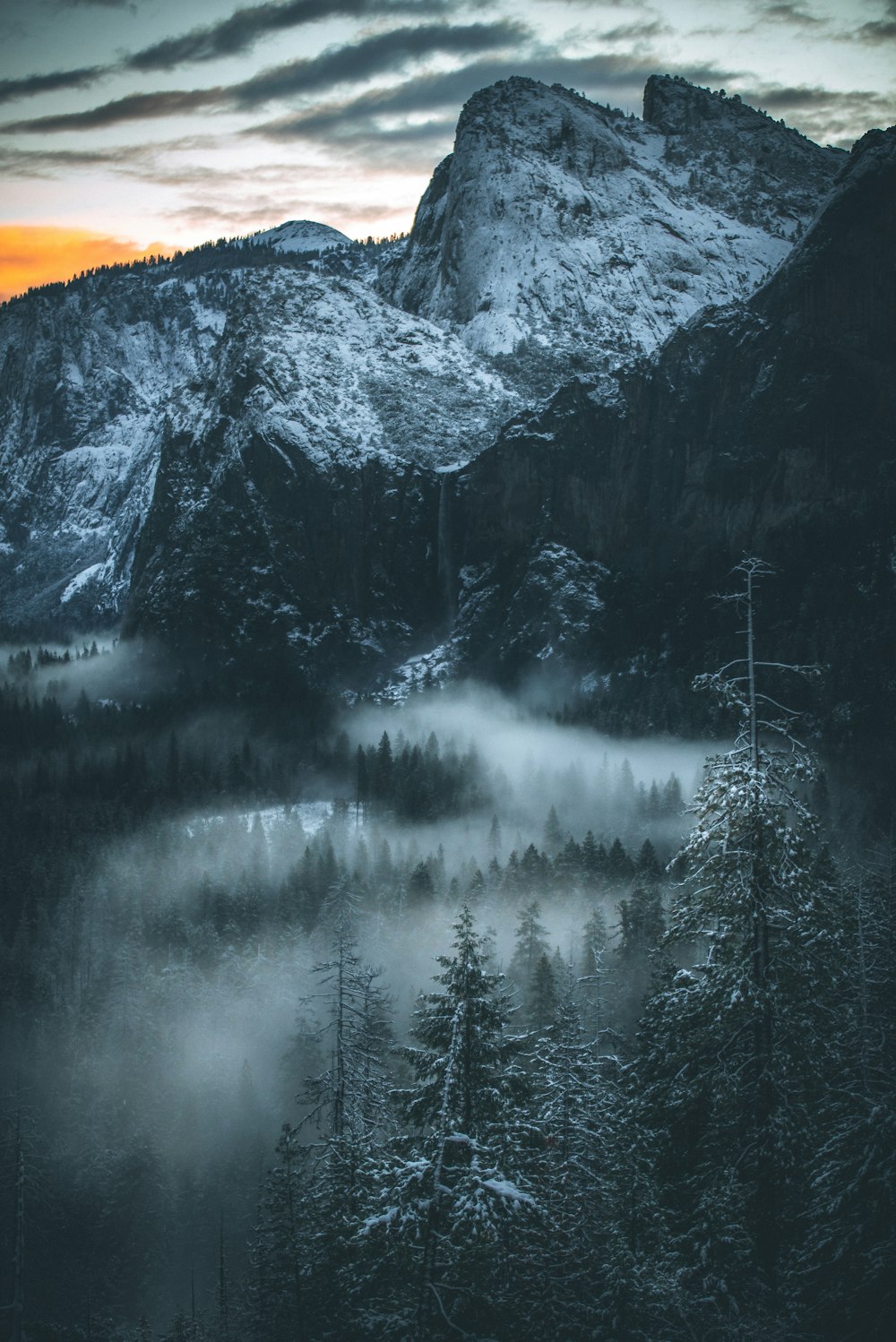 foresta coperta di nebbia