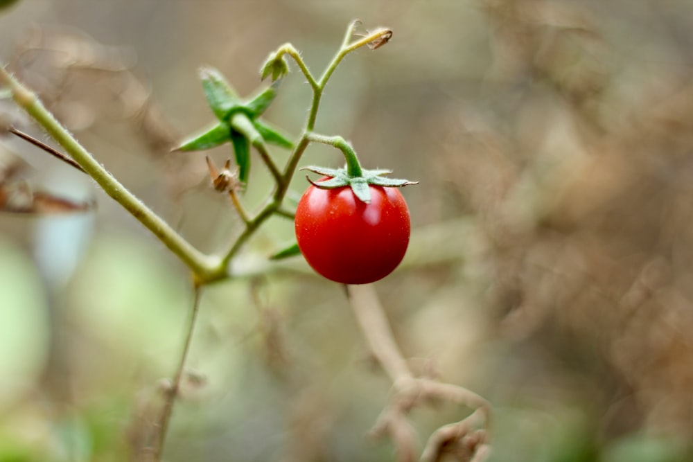 red tomato hanging on branch
