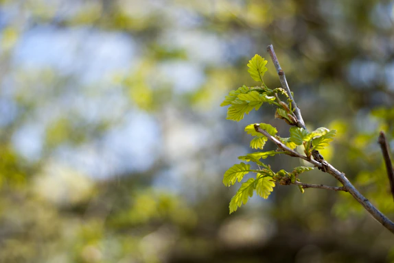 A serene close-up of a tree branch with fresh green leaves against a soft sky background.