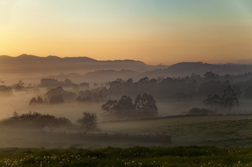 Foresta di nebbia