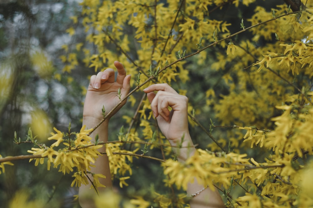 personne tenant des feuilles et des tiges