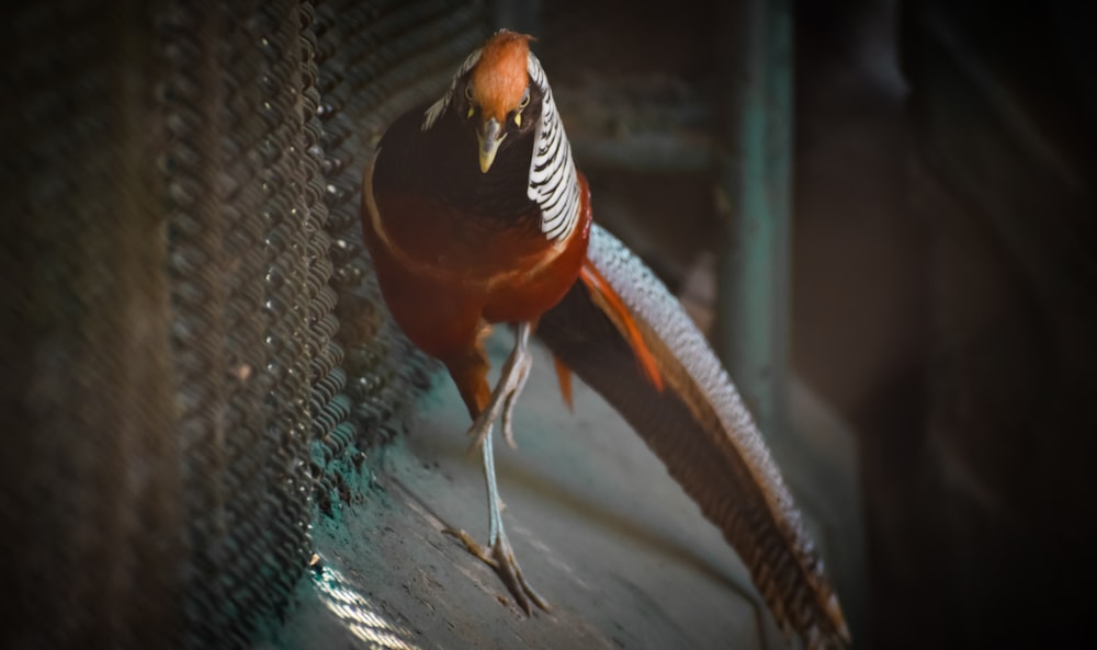 red and gray bird