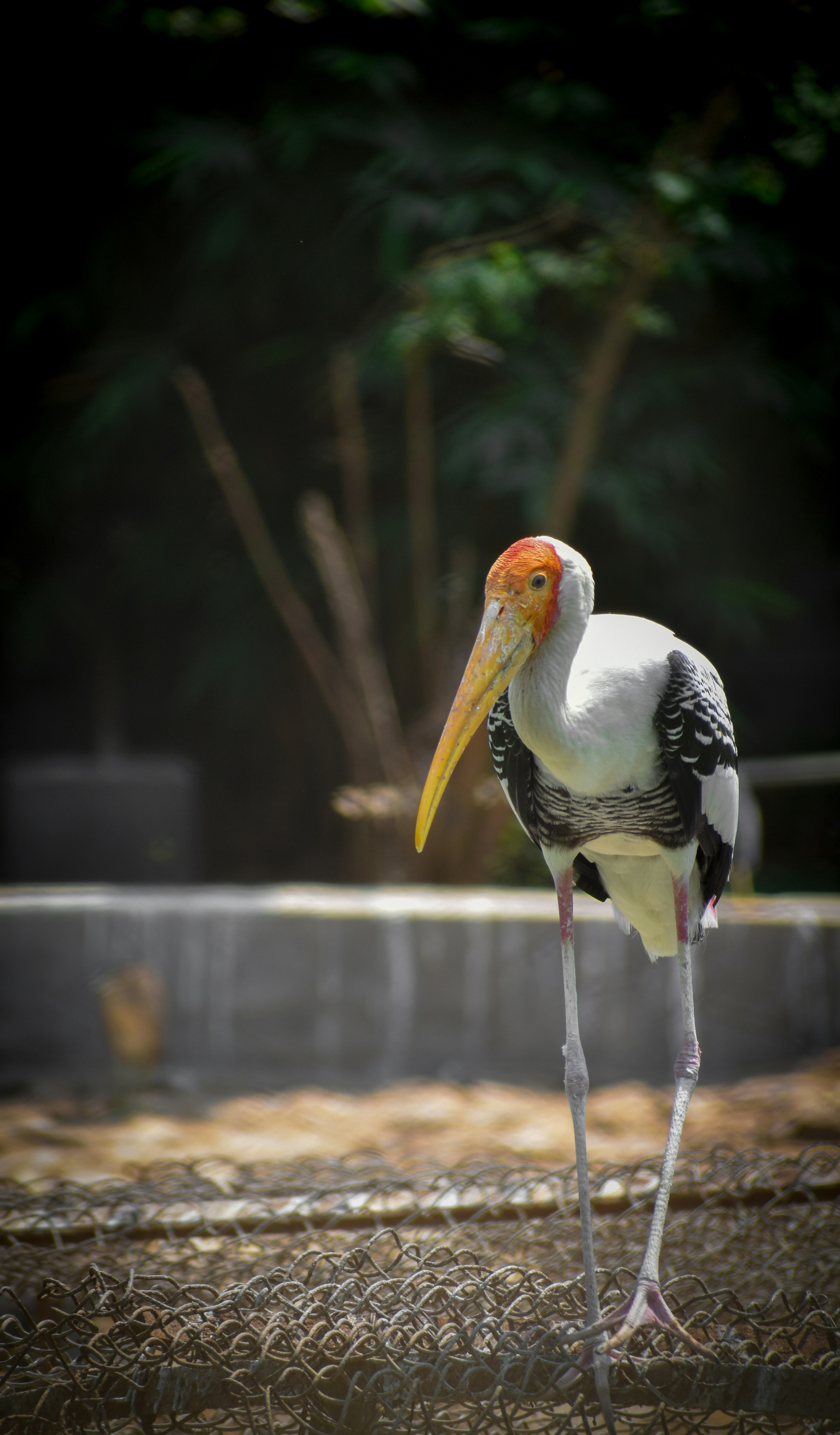 Photo by aman_mahapatra