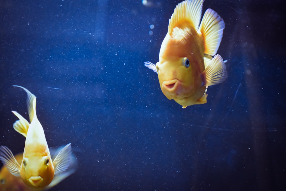 two common goldfish