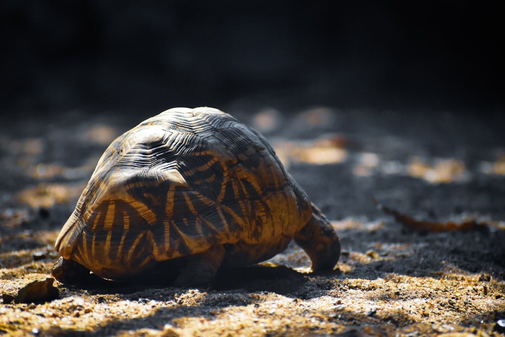 black and yellow turtle on ground