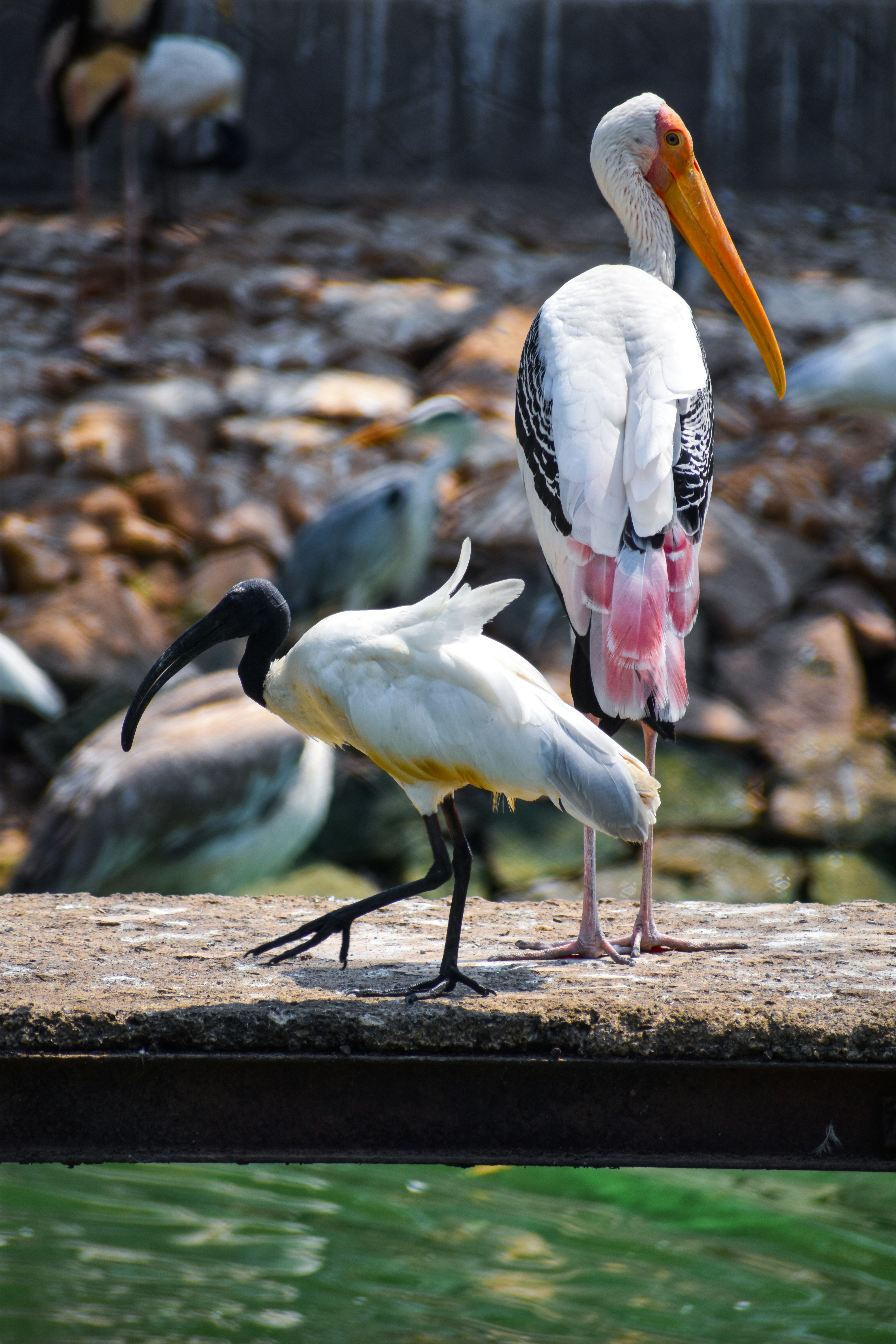 Photo by aman_mahapatra