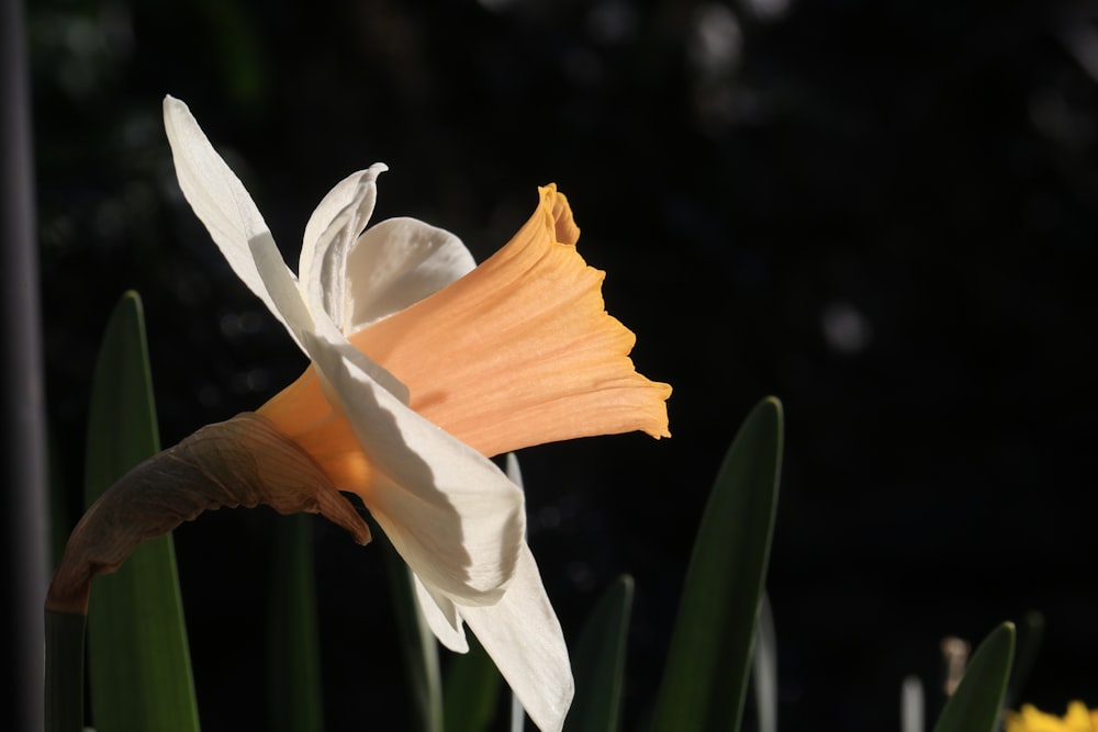 white and yellow-leafed plant