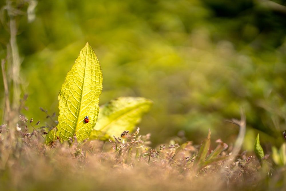 selective focus photo of ladybug perch on leaf a