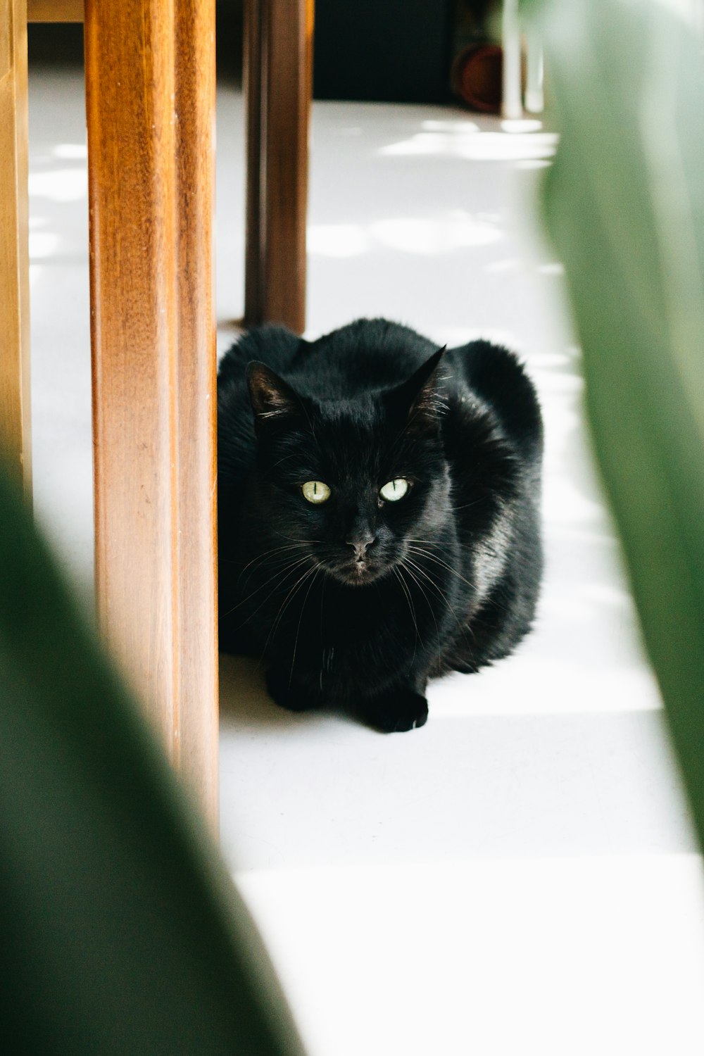 black cat sitting on white surface