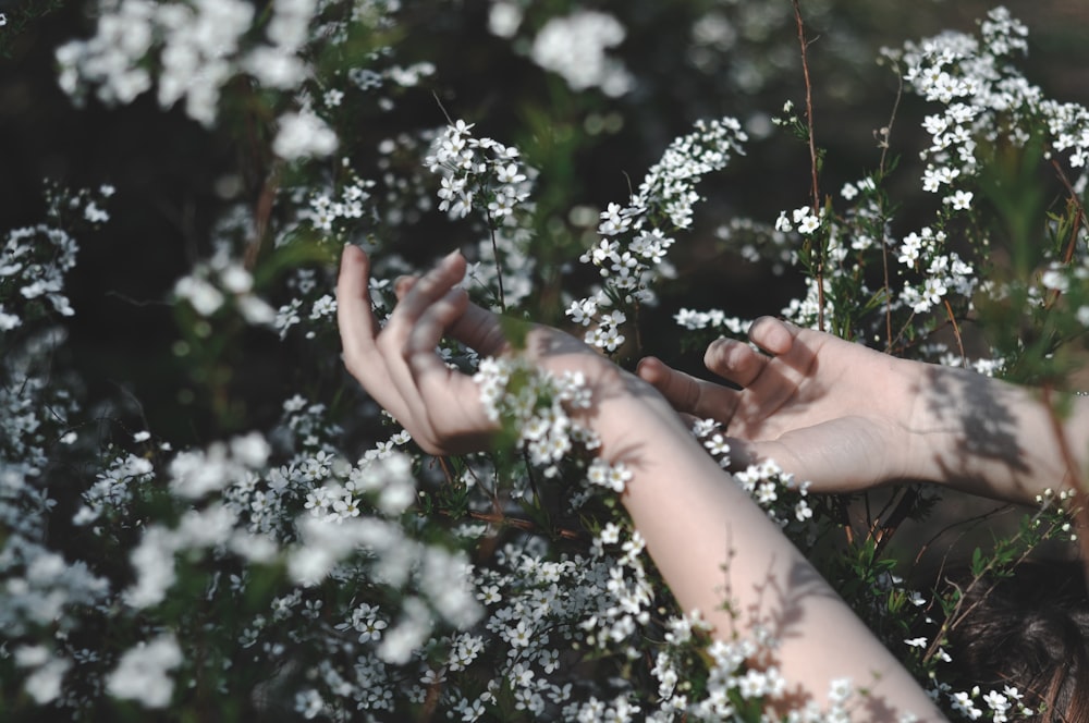 person holding baby's breath flower