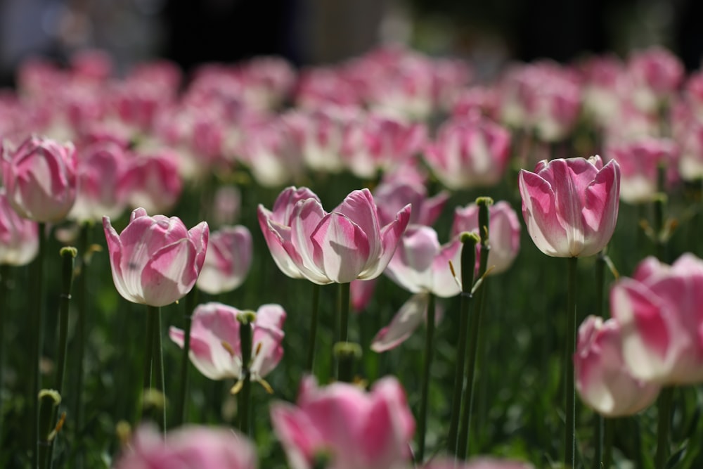 closeup photo of pink flowers