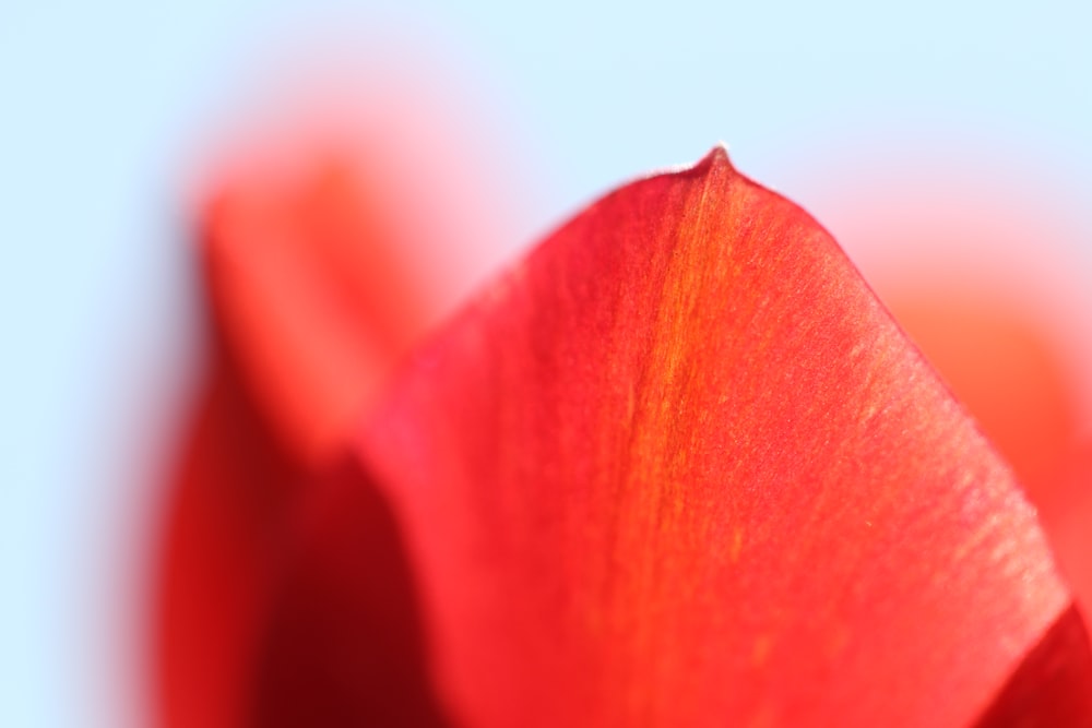 red petals wallpaper