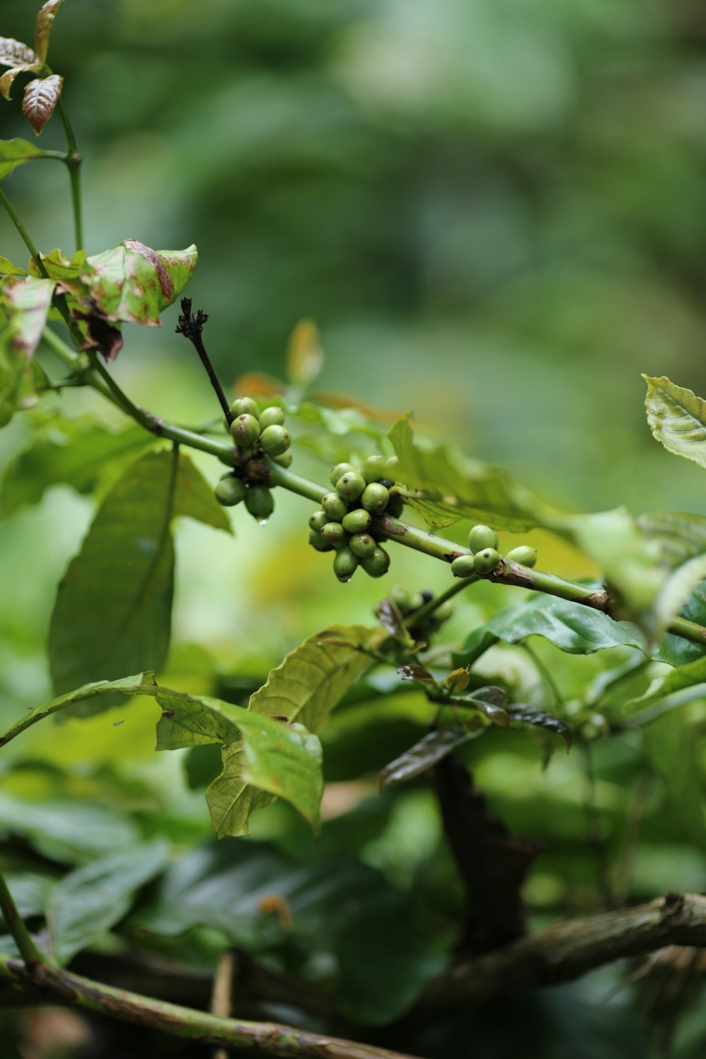 round green fruits in bokeh photo