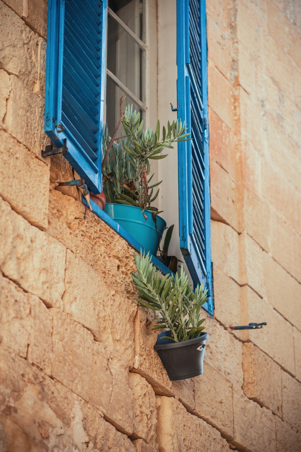 green leaf potted plant on window