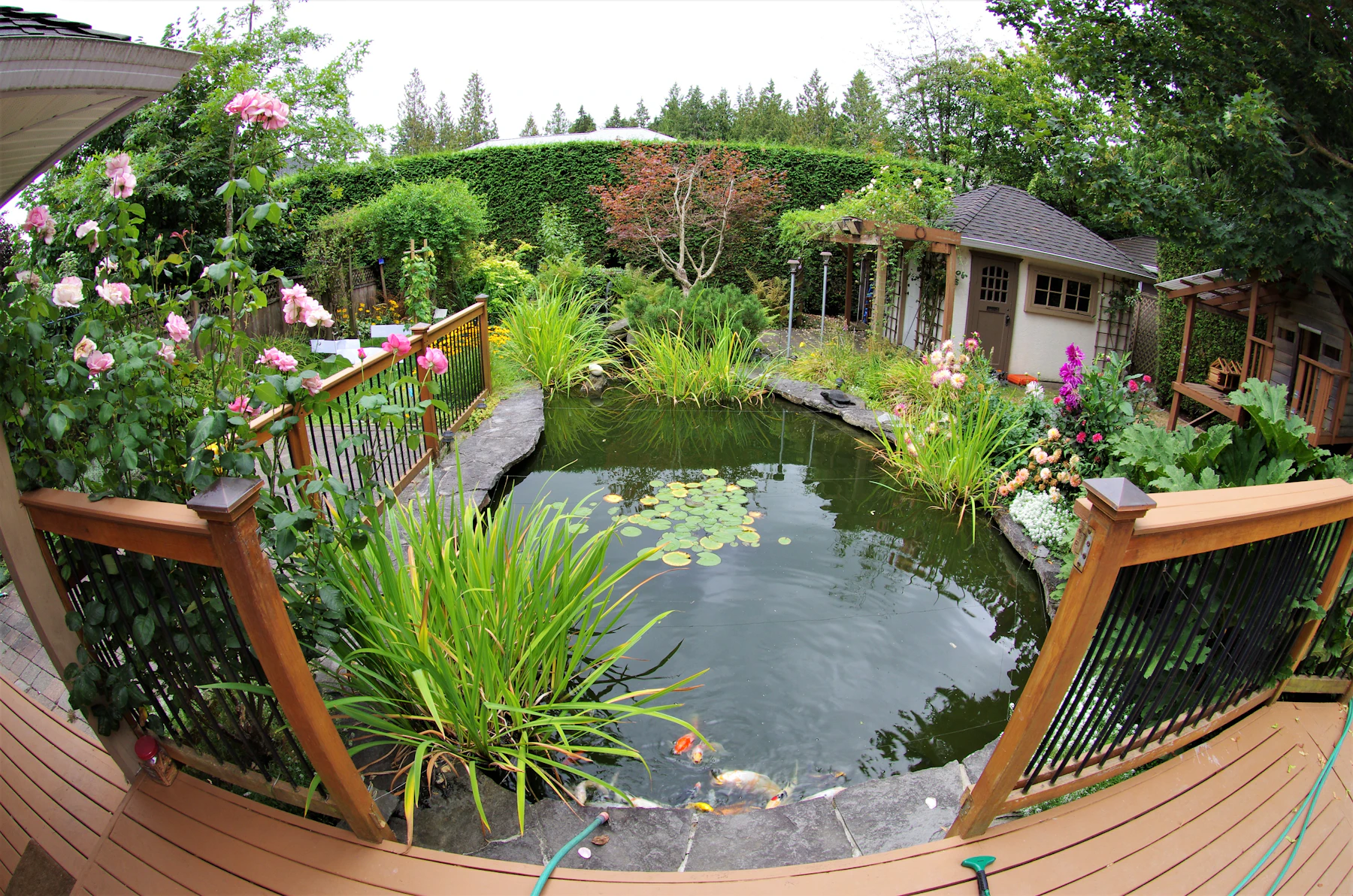 A small backyard pond edged with rushes and flowering plants, seen from a wooden deck