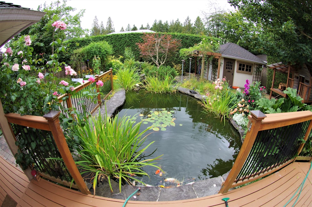 calm water of pond surrounded by plants and flowers