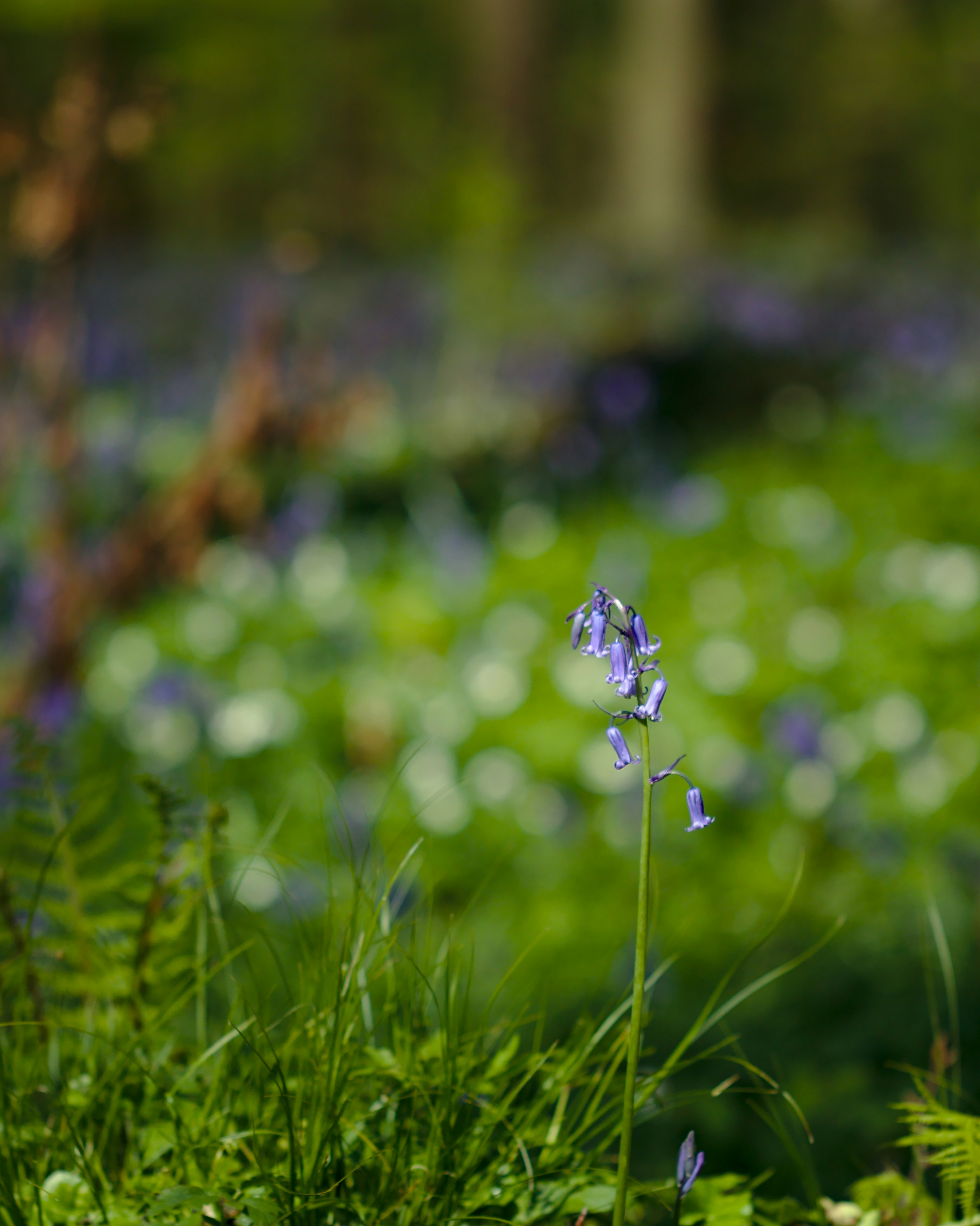 Photo by nicolasdc20