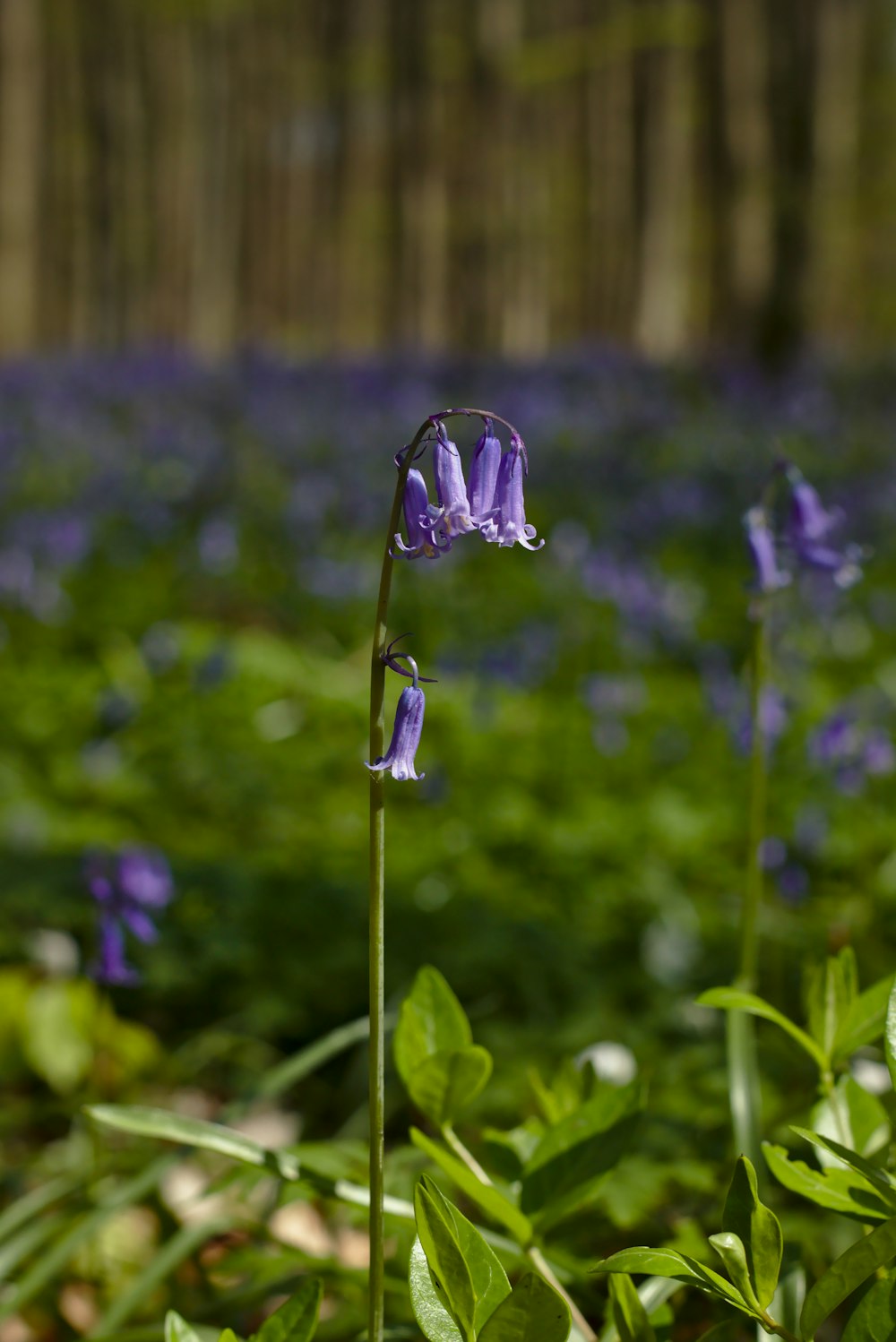 Photo de mise au point sélective d’une fleur aux pétales violets