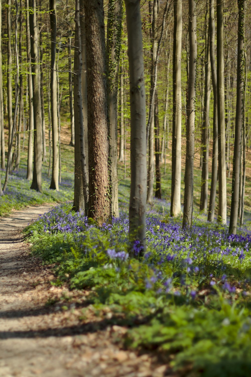 green-leafed plants beside pathway during daytime