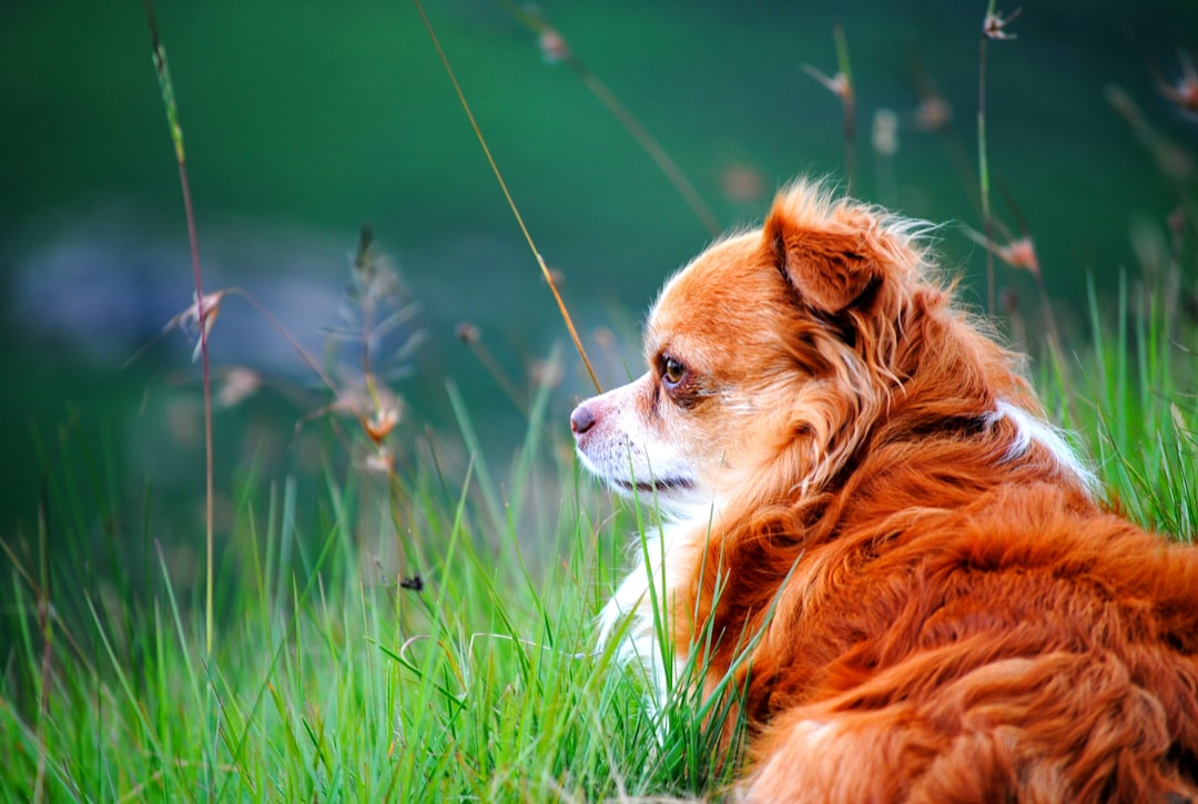 selective focus photo of dog lying on green grass