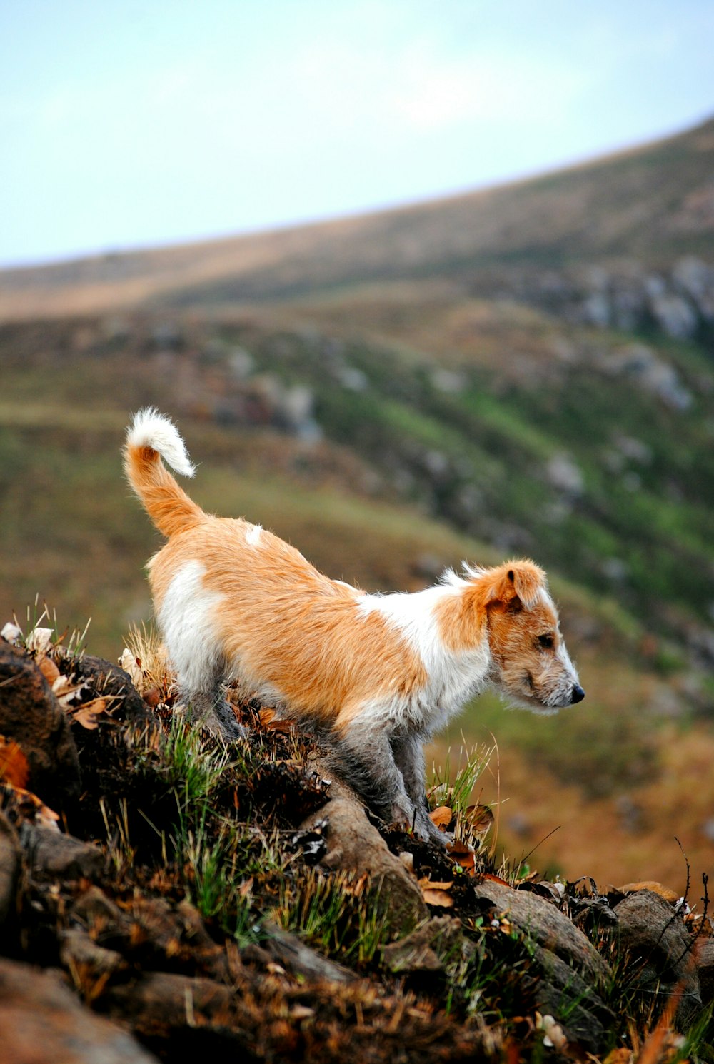 short-coated brown and white dog