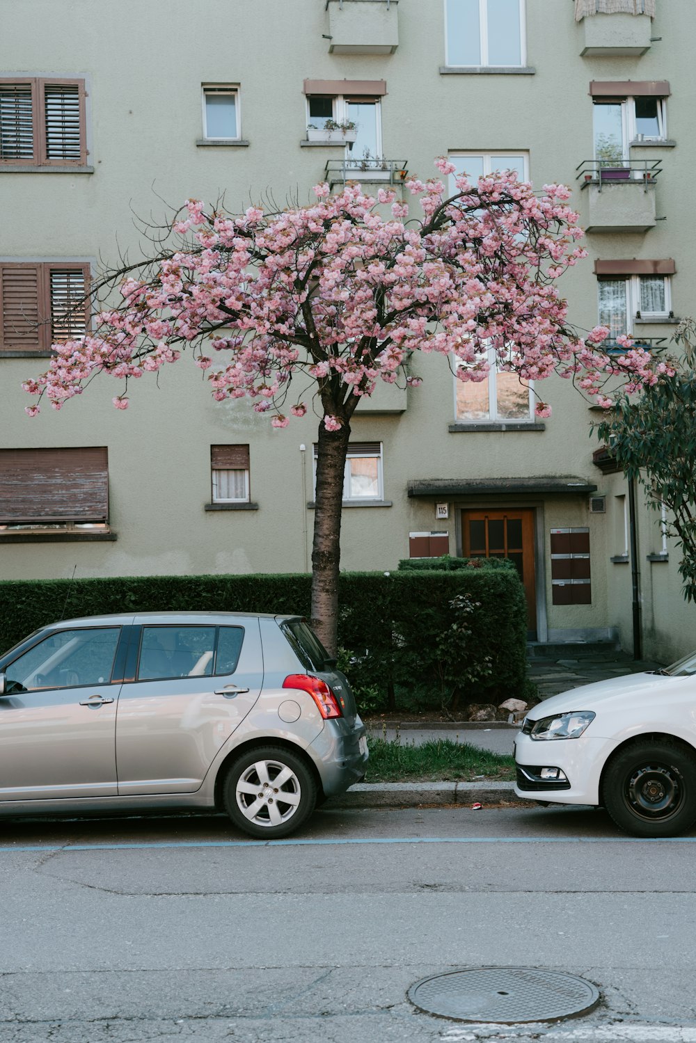 silver car parked under cherry blossoms tree