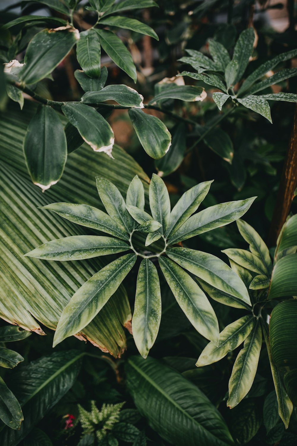 green leafed plant