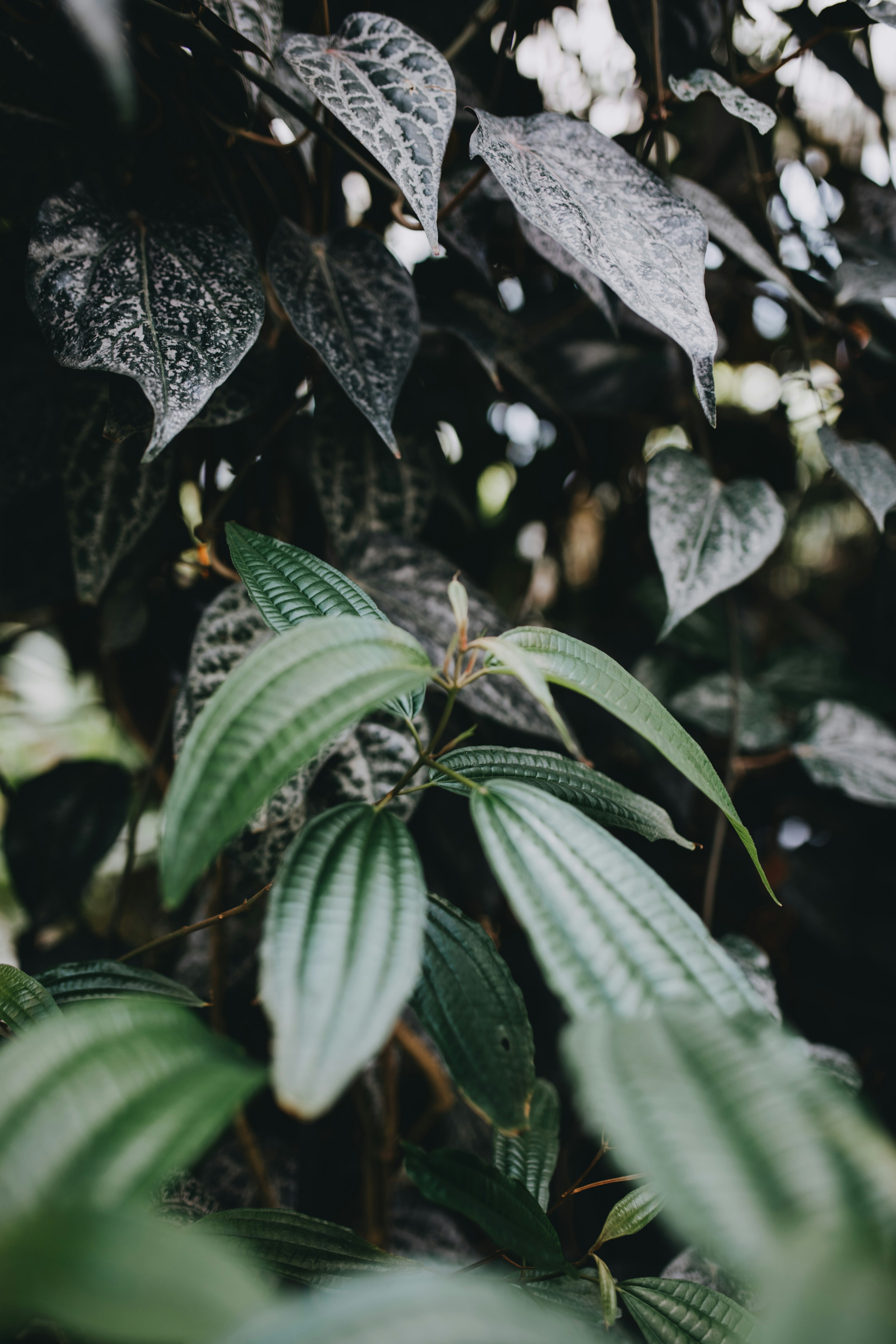 selective focus photo of green-leaf plant