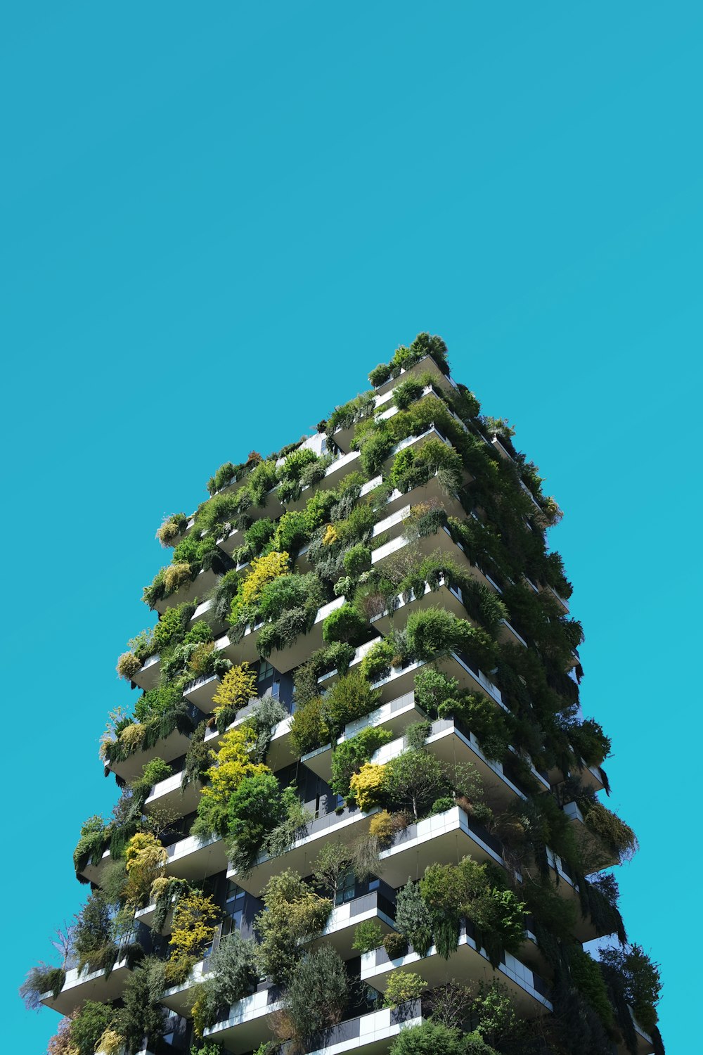 green-leafed trees during daytime