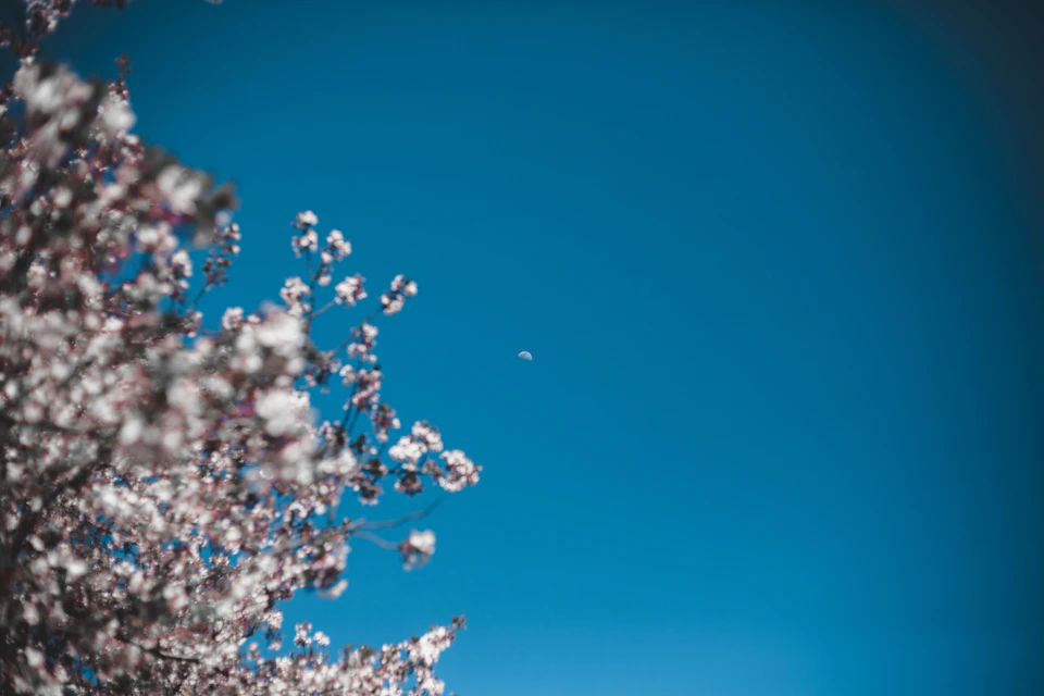 The image depicts a clear blue sky with fluffy white clouds, creating a serene and tranquil atmosphere. In the center of the frame is a tree adorned with delicate pink flowers that are in full bloom, adding a touch of color to the otherwise blue backdrop. The perspective of the photo is taken from below, looking up at the tree and its blossoms against the sky.