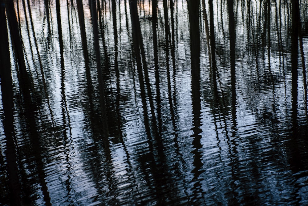 trees on body of water