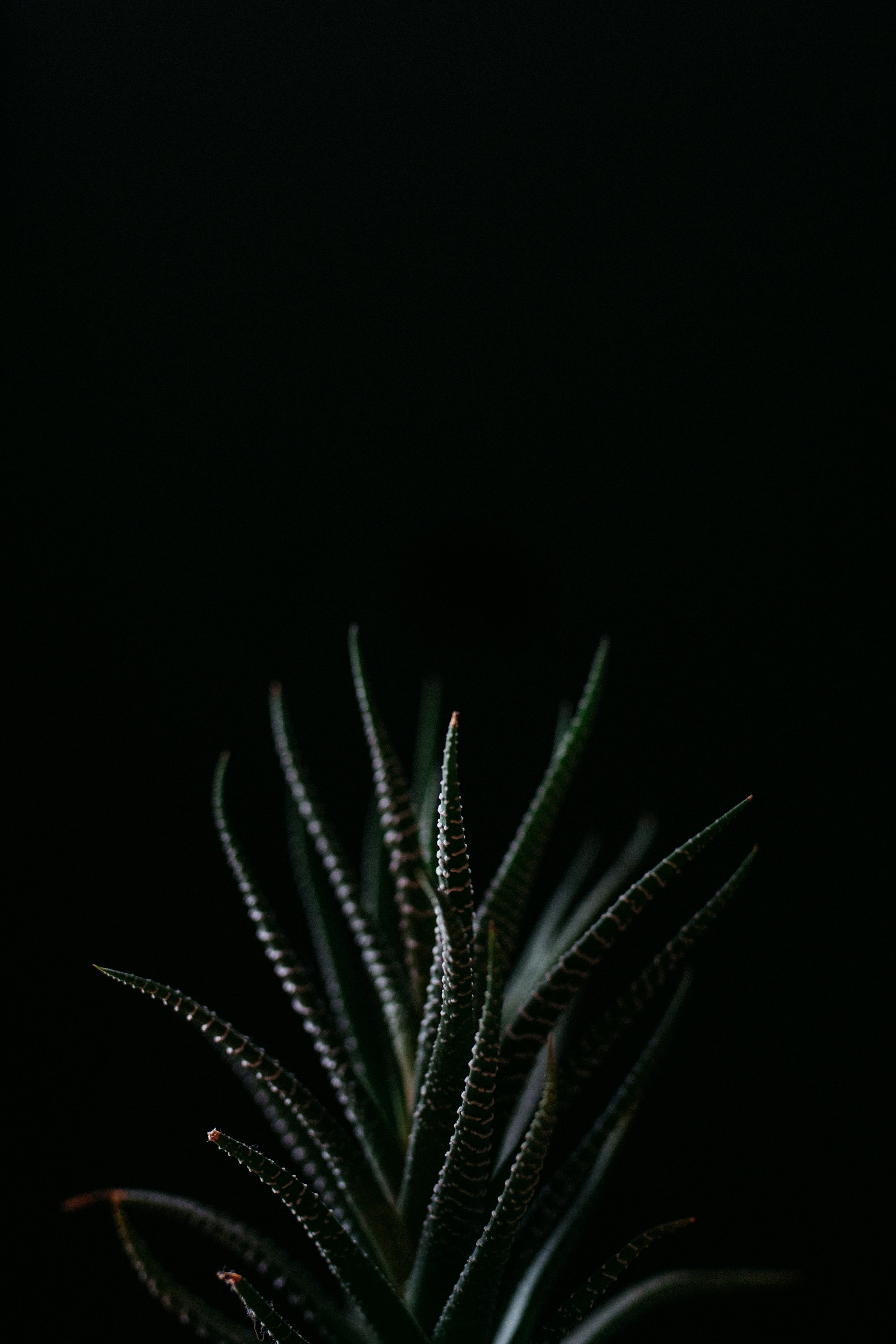 Nikon D610 + Sigma 35mm F1.4 DG HSM Art sample photo. Green viper's bow plant photography