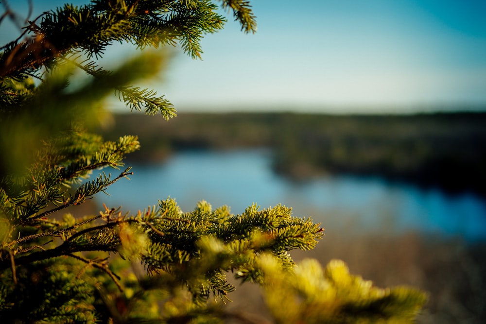 selective focus photo of trees