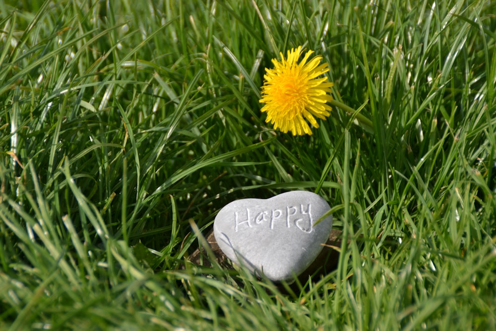 heart-shaped black stone on green grass