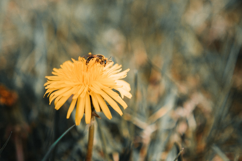 bee on pollen yellow flower