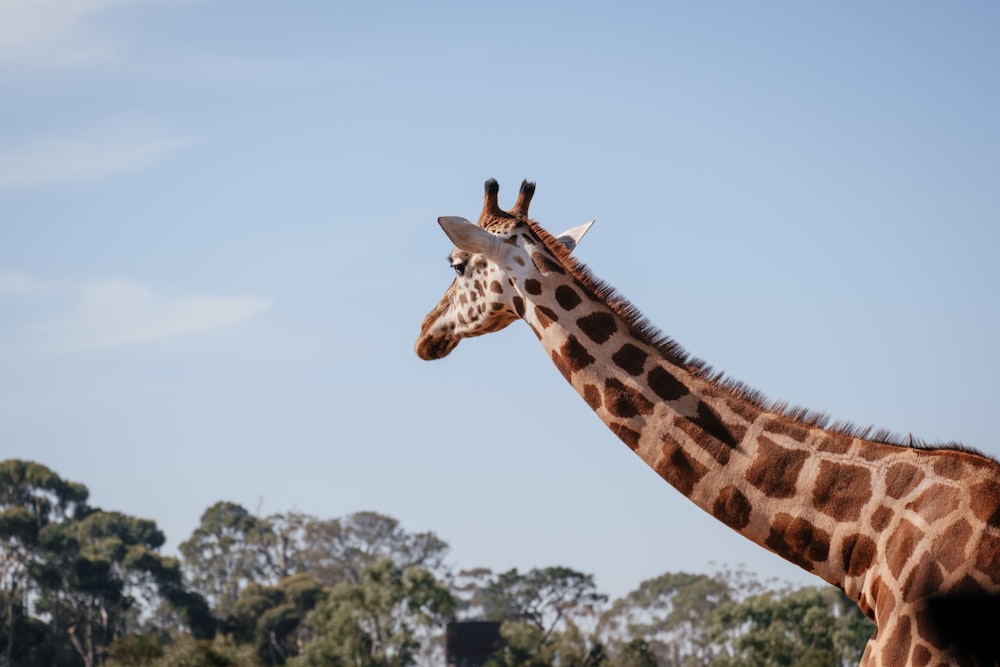 giraffe under blue sky