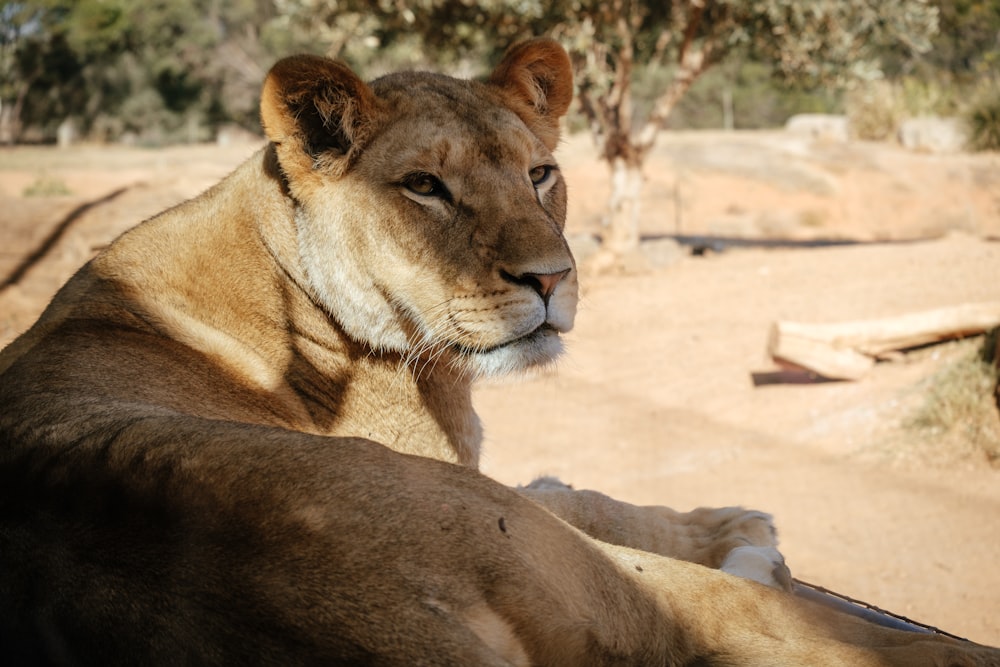 brown Lioness sitting surrounded by green trees at daytime