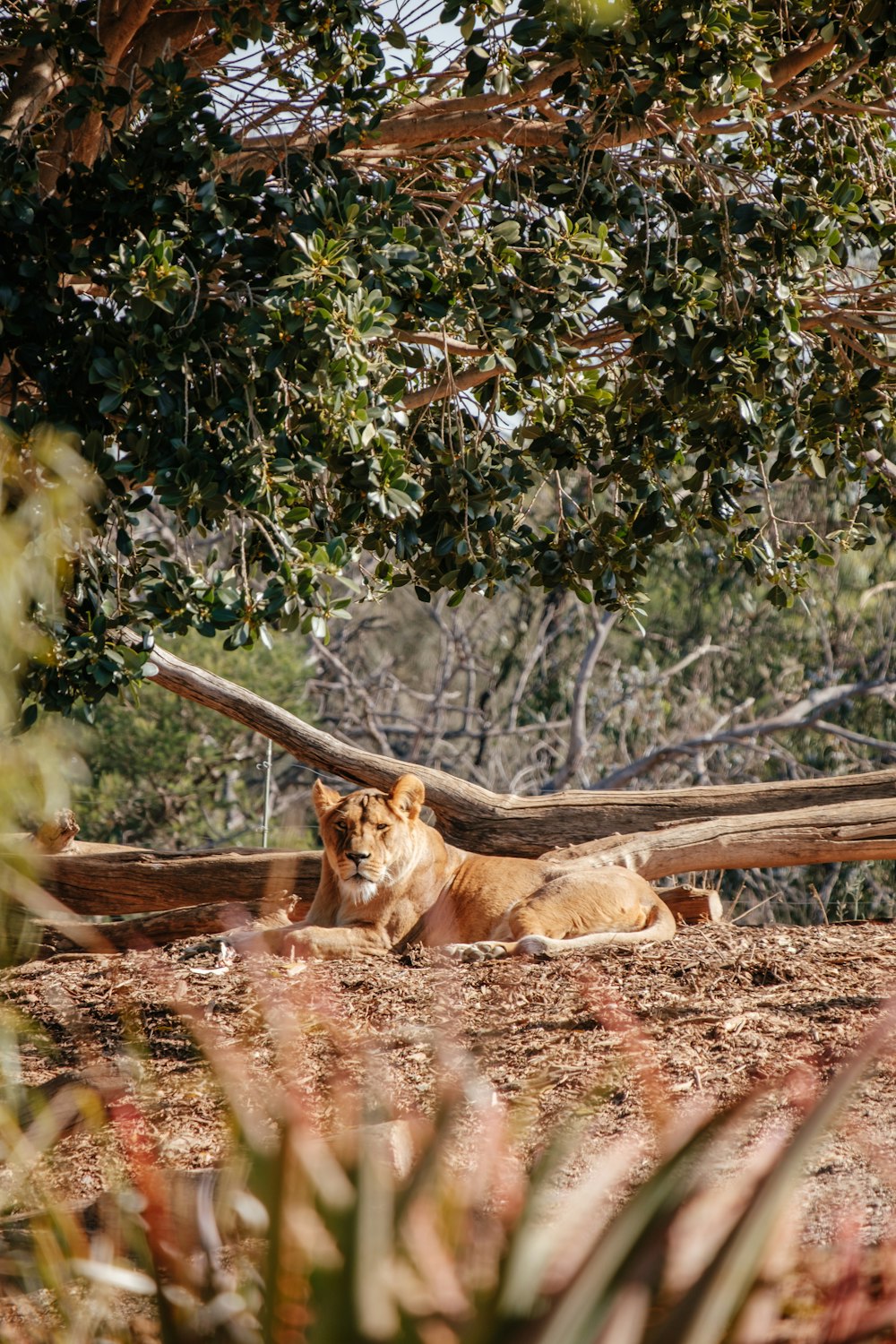 brown lioness lying near tree log