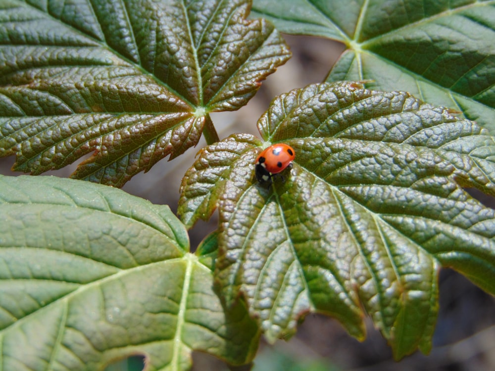 ladybug on leaf